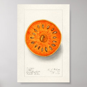 Poster Bael (Aegle Marmelos) Peinture à l'aquarelle de fr