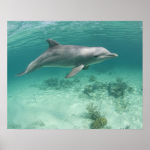 Poster Bahamas, île de Grand Bahama, Freeport, captif 6
