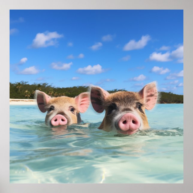 Poster Bahamas Swimming Pig 2024 (Devant)