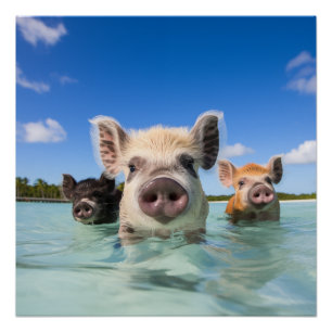 Poster Bahamas Swimming Pig 2024