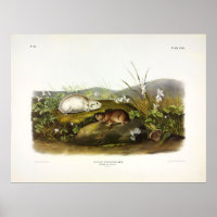 Baie d'Hudson (Collared Ungava) Lemming par Audubo