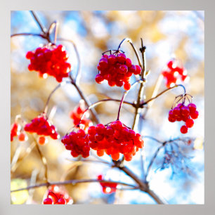 Poster Baies Arrowwood