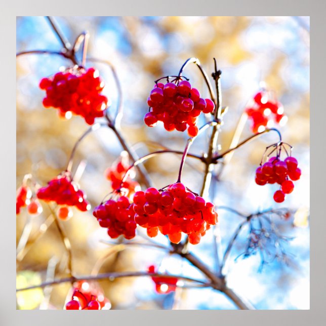 Poster Baies Arrowwood (Devant)