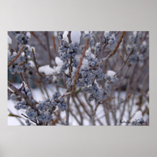 Poster Baies congelées