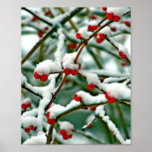 Poster Baies rouges en neige