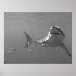 Poster Baignade avec requins