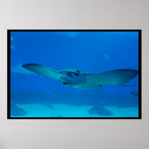 Poster Baignade dans l'eau