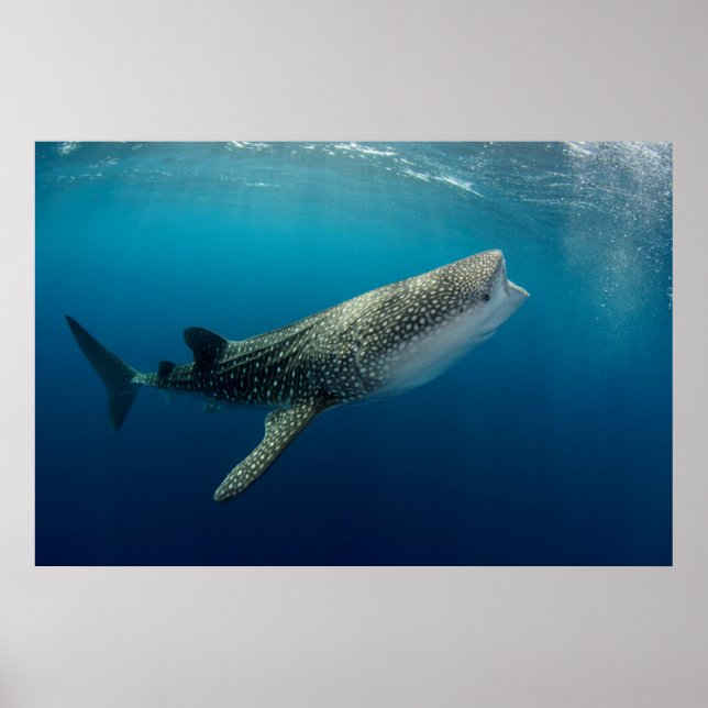 Poster Baignade de requin baleine (Devant)