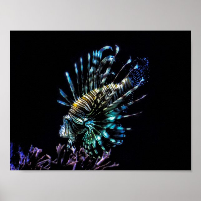 Poster Baignades de poissons-lions (Devant)