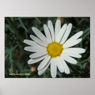 Poster Baise blanche