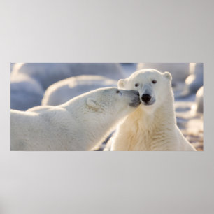 Poster Baiser d'ours polaire