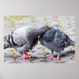 Poster Baisers des pigeons