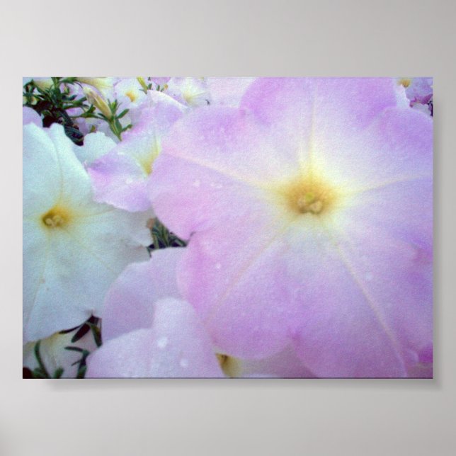 Poster Baisers du matin (Devant)