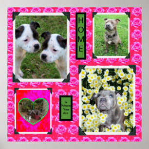 Poster Baisers Roses Roses Avec Taureau De Staffordshire