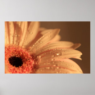 Poster Baisses de pétale