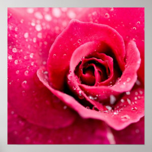 Poster Baisses de rosée sur l'affiche rose