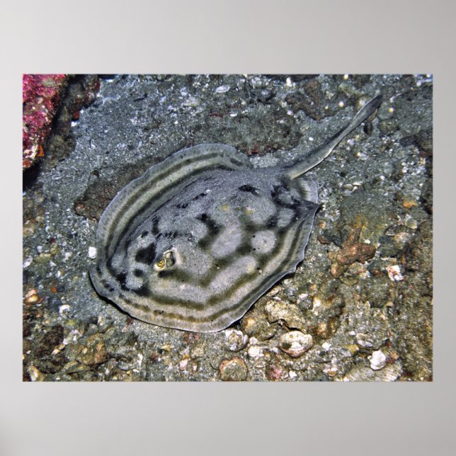Poster Baja Stingray (Devant)