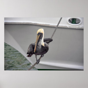 Poster Balancier pélican Brown sur une corde, Floride