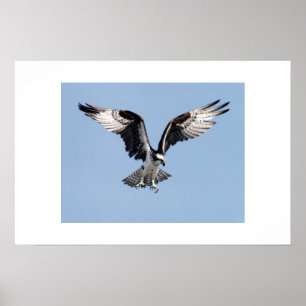 Poster Balbuzard
