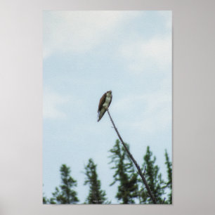 Poster Balbuzard pêcheur 9028