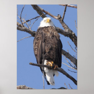 Poster Bald Eagle 2010