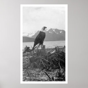Poster Bald Eagle Alaska 1920