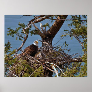 Poster Bald Eagle Chicks - Beaux-Arts