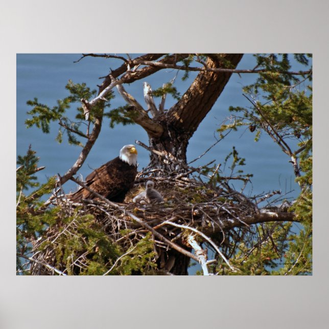Poster Bald Eagle Chicks - Beaux-Arts (Devant)