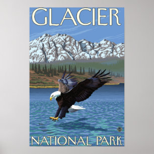 Poster Bald Eagle Diving - Parc national des Glaciers, MT