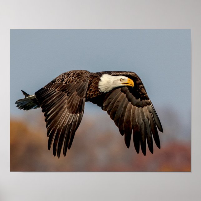 Poster Bald Eagle en vol (Devant)