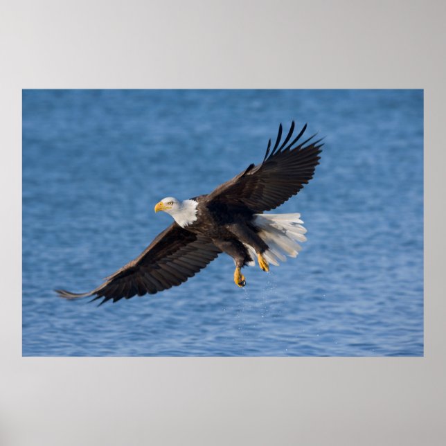 Poster Bald eagle in flight (Devant)