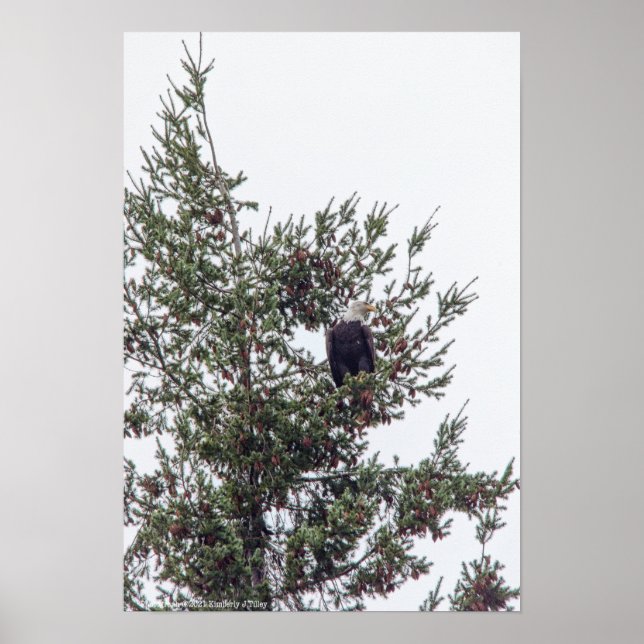 Poster Bald Eagle P2825 (Devant)