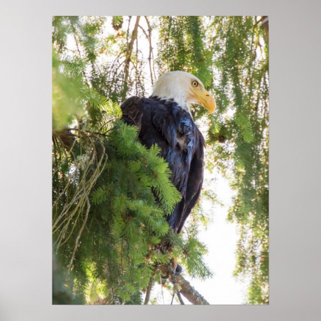 Poster Bald Eagle perché dans Douglas Fir (Devant)
