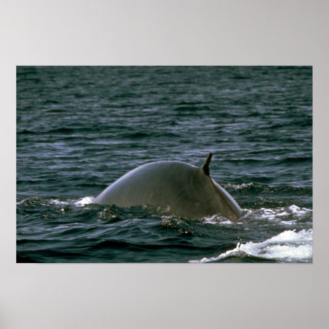 Poster Baleine à bec (Devant)