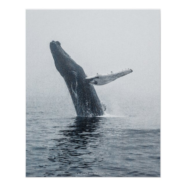 Poster Baleine à bosse (Devant)