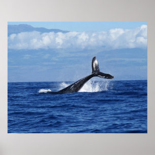 Poster Baleine à bosse plongeant dans l'océan, nageoire c