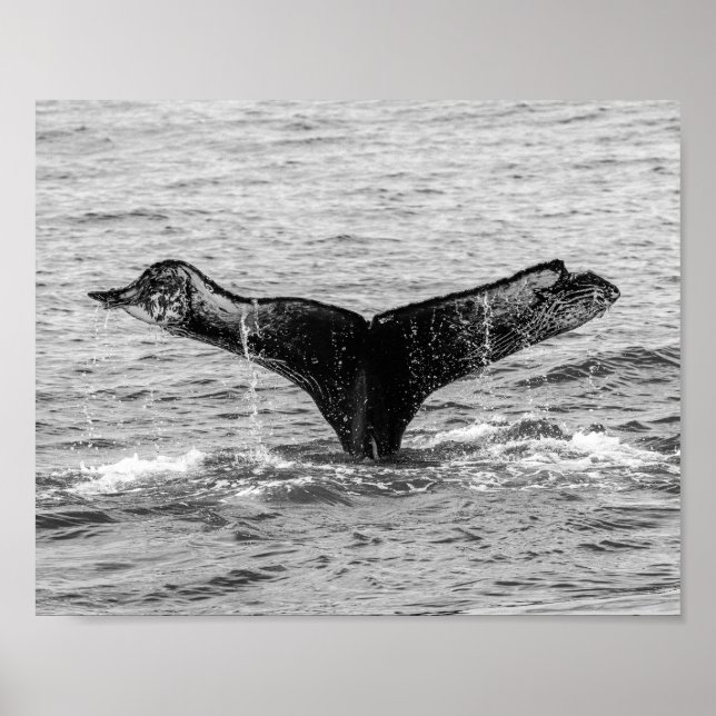 Poster Baleine à bosse - Splash - Photographie de la faun (Devant)