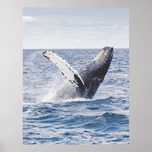 Poster Baleine à bosse violant les États-Unis (Devant)