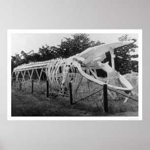 Poster Baleine Alaska squelettique 1922