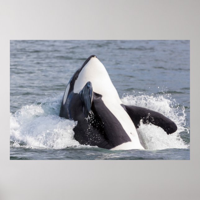 Poster Baleine d'Orca (Devant)