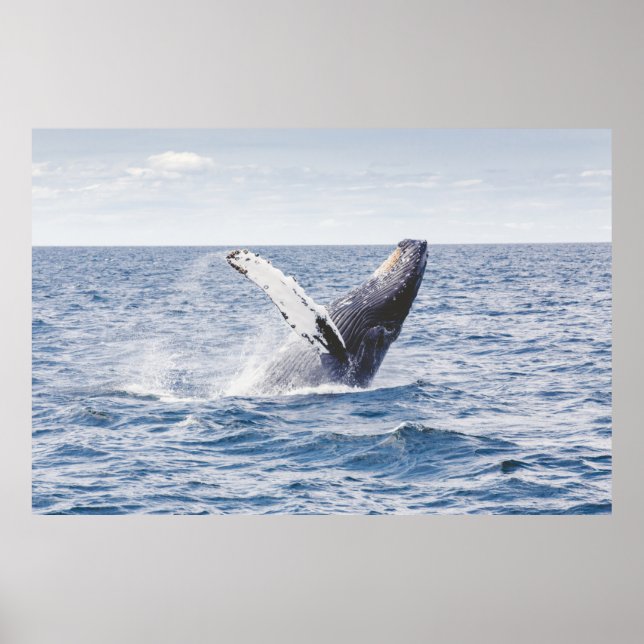 Poster Baleine Géante Saute De L'Océan (Devant)