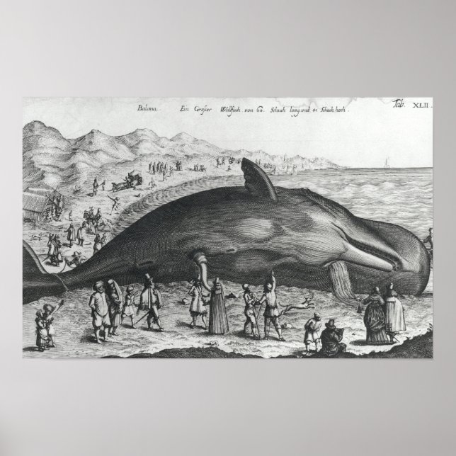 Poster Baleine morte (Devant)