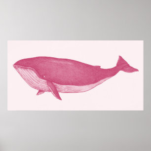 Poster Baleine rose