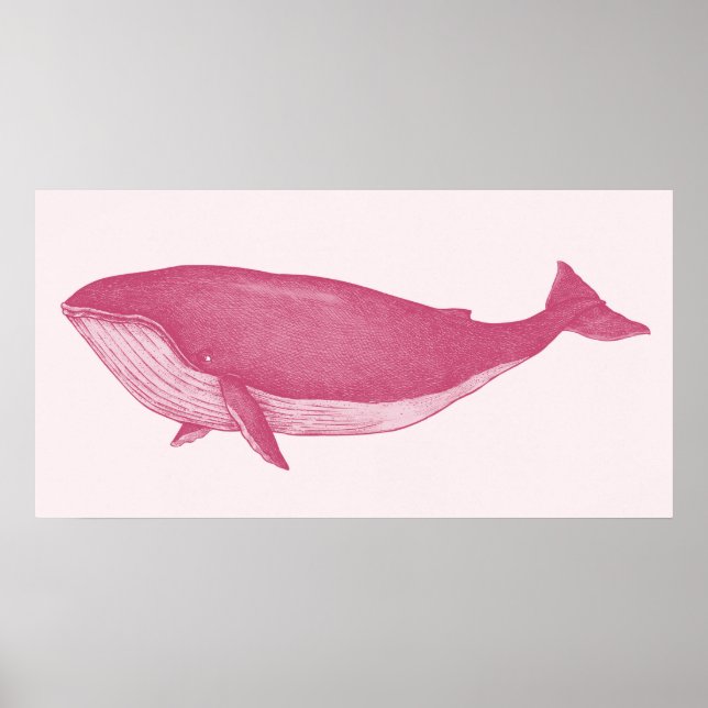 Poster Baleine rose (Devant)