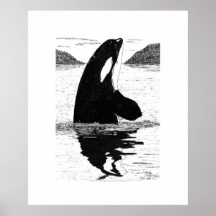 Poster Baleine tueuse, stylo et encre
