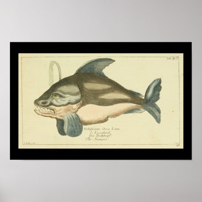 Poster Baleine tueuse vintage Orca (Devant)
