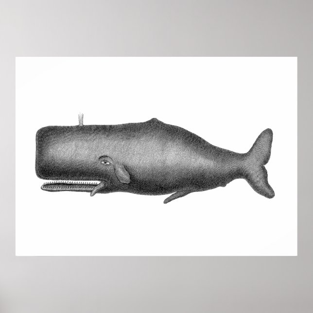 Poster Baleine vintage (Devant)