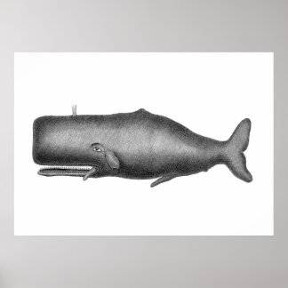 Poster Baleine vintage