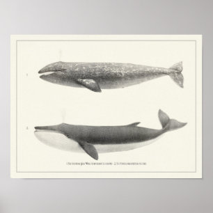Poster Baleine vintage-Californie Baleine grise et balein