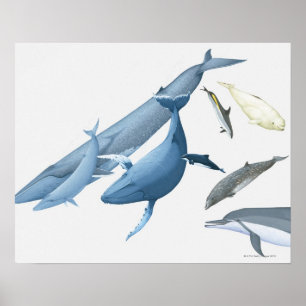 Poster Baleines